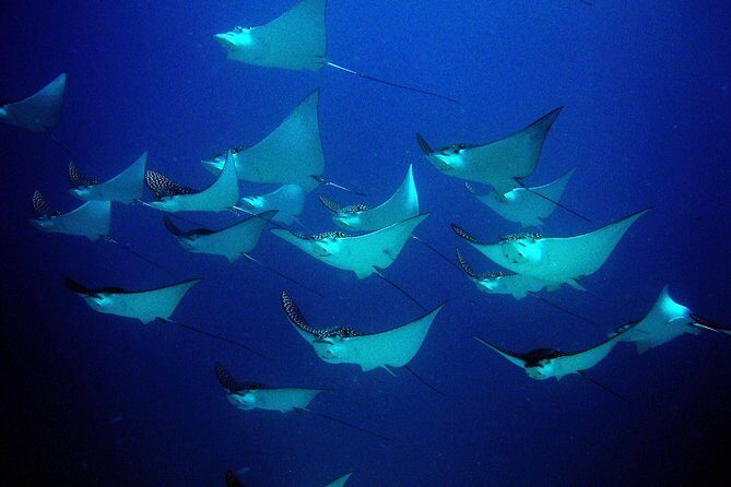Diving in Cancun for Certified Divers | 2 Dives | All Inclusive - Price and Value: What $161.24 Buys You in Cancun
