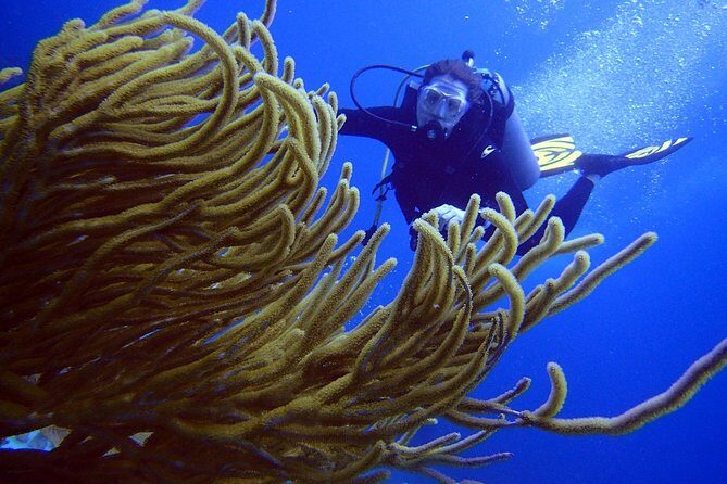 Diving in the Mexican Caribbean for Beginners | 2 Tanks 2 Dives | All Inclusive - Second ocean session on a natural reef: tropical life and easy exploration