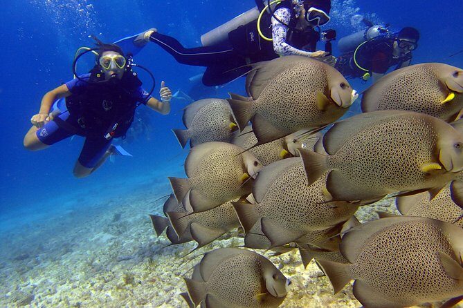 Diving in the Mexican Caribbean for Beginners | 2 Tanks 2 Dives | All Inclusive - Small group (max 6) and long instructor attention