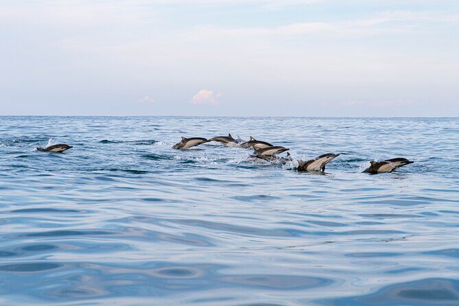 Dolphin Watching Tour - Getting Started in Puerto Escondido: Pickup and Eco Adventures Base