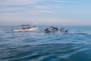 Dolphin Watching Tour - What You’ll Actually See: Dolphins Plus a Whole Marine Menu