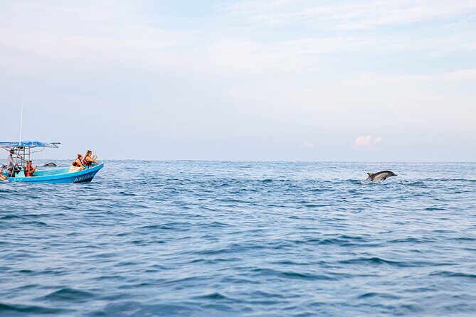 Dolphin Watching Tour - In-Water Time: Snorkeling and Swimming With Dolphins (When It’s Right)