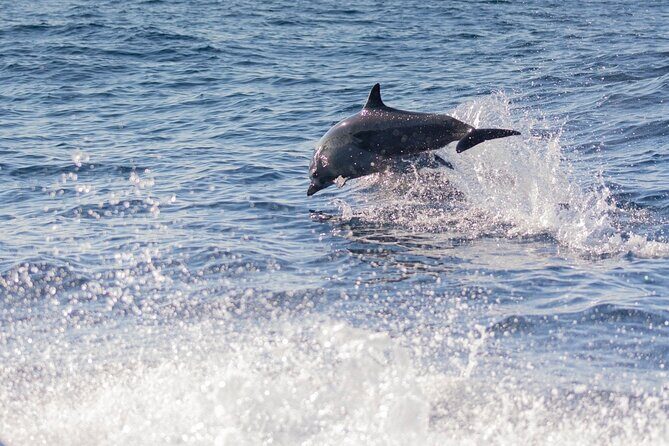 Dolphin Watching Tour - Boat Ride Comfort and Choppy-Sea Reality