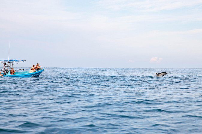 Dolphin Watching Tour - Who Should Book This Dolphin Watching Tour