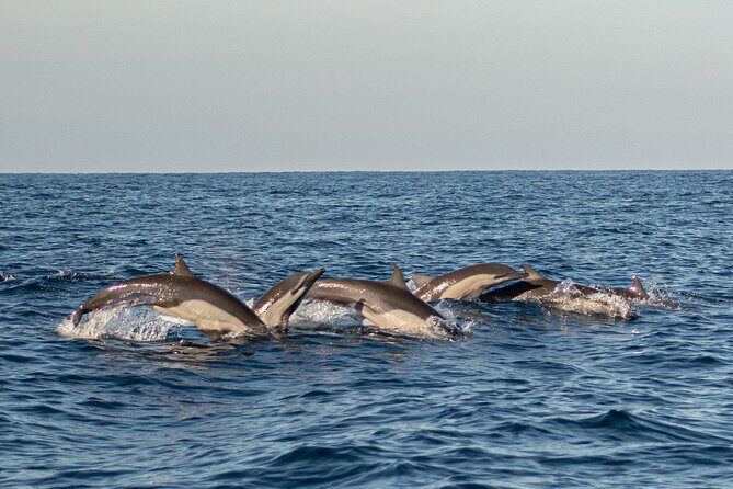 Dolphin Watching Tour - FAQ