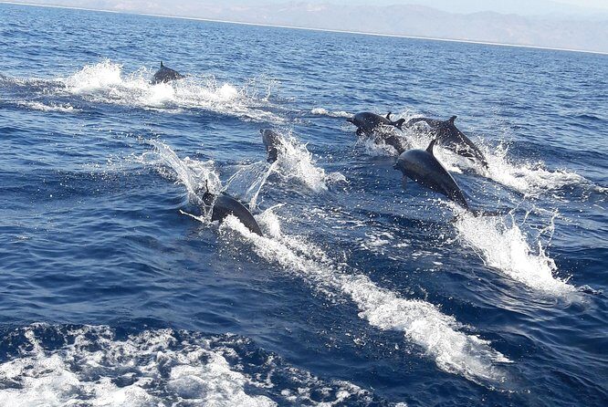 Dolphin & Whale Watching - Key highlights to expect
