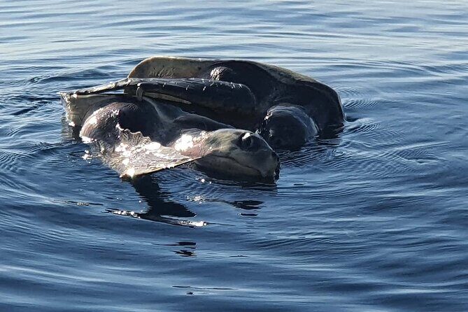 Dolphin & Whale Watching - A morning cruise that prioritizes real wildlife time