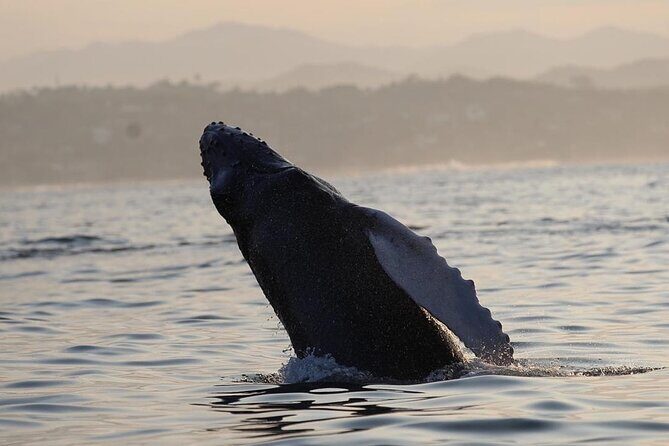 Dolphin & Whale Watching - Price and value: what $89.29 really covers