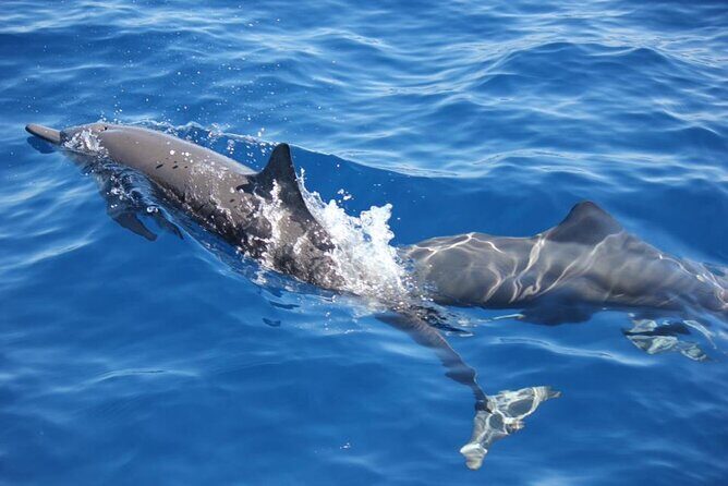 Dolphin & Whale Watching in Puerto Escondido - Key Highlights You’ll Care About