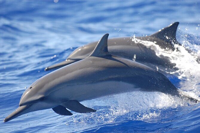 Dolphin & Whale Watching in Puerto Escondido - Morning in Puerto Escondido: Why This 3-Hour Trip Feels Worth It
