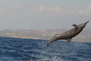 Dolphin & Whale Watching in Puerto Escondido - Getting on Board: Pickup, Meeting Point, and What to Expect
