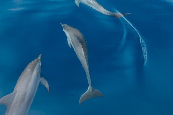 Dolphin & Whale Watching in Puerto Escondido - Wild Dolphins in Their Habitat: What You’re Actually Chasing