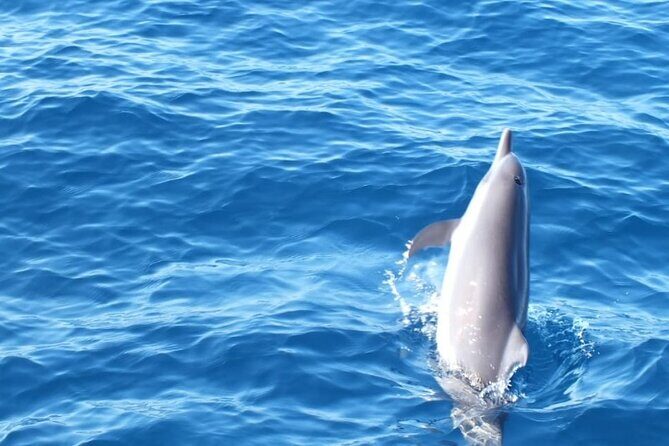 Dolphin & Whale Watching in Puerto Escondido - Swimming With Dolphins and Snorkeling: The Fun Part With Real Constraints