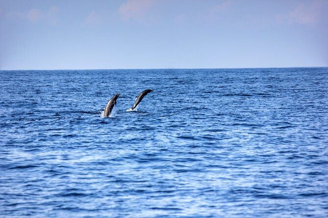 Dolphin & Whale Watching in Puerto Escondido - Wildlife Respect and the Boat Crowd Question