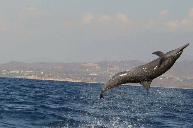 Dolphin & Whale Watching in Puerto Escondido - Getting on Board: Pickup, Meeting Point, and What to Expect