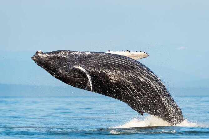 Dolphin & Whale Watching with Marine Biologists - Key Highlights You’ll Care About