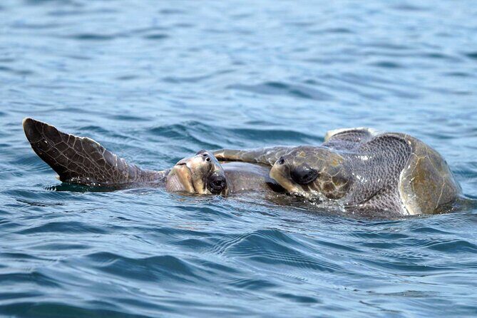 Dolphin & Whale Watching with Marine Biologists - Where You Meet and How the Morning Flows at Chahué