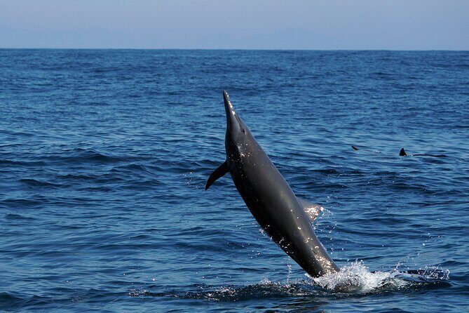 Dolphin & Whale Watching with Marine Biologists - How They Search: Spotters, Travel Beyond the Usual, and the Best Chance at Sightings