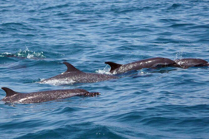 Dolphin & Whale Watching with Marine Biologists - The Huatulco National Park Stop: Why Protected Waters Matter