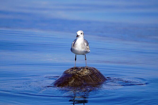 Dolphin & Whale Watching with Marine Biologists - Wildlife You Might See: From Humpbacks to Olive Ridley Turtles