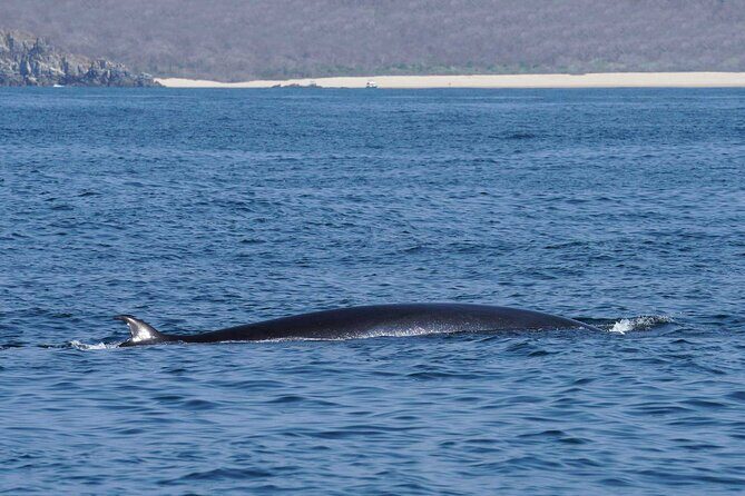 Dolphin & Whale Watching with Marine Biologists - Boat Comfort, Safety Gear, and What to Wear in Real Huatulco Weather