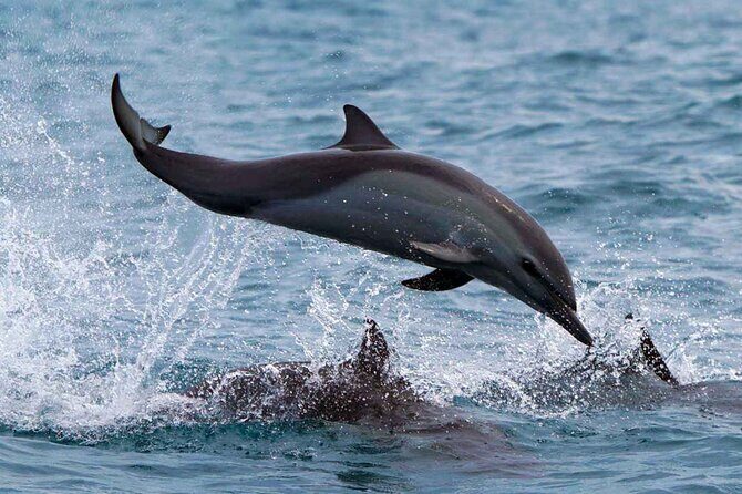 Dolphin & Whale Watching with Marine Biologists - Price and Value: Is $59.74 a Smart Deal Here?