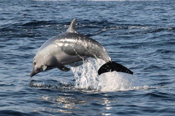 Dolphin & Whale Watching - Getting to the boat: 6:30 am pickup, 7 am departure, shade included