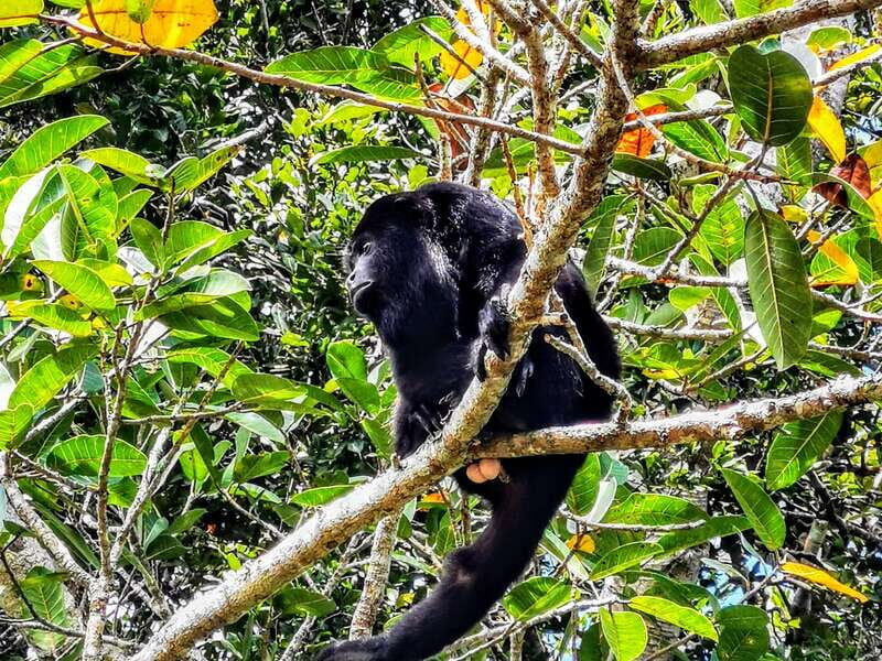 Dzibanche & Kohunlich Mayan Archeology Tour & 3 course Meal - FAQ
