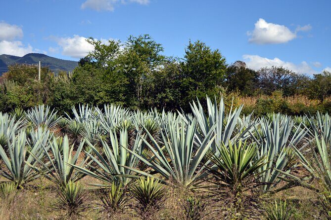 Earth, Corn & Fire: Tasting the Roots of Oaxacan Cuisine - Earth, Corn & Fire: What This Tour Is Really About