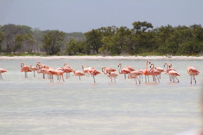 Eco Safari through the Ria Lagartos Natural Park - Key highlights you’ll actually care about