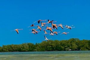 Eco Safari through the Ria Lagartos Natural Park - Meeting up at Astro turismo and how the day is paced
