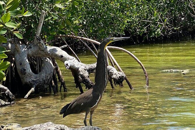 Eco Safari through the Ria Lagartos Natural Park - What’s included, and what that means for your comfort