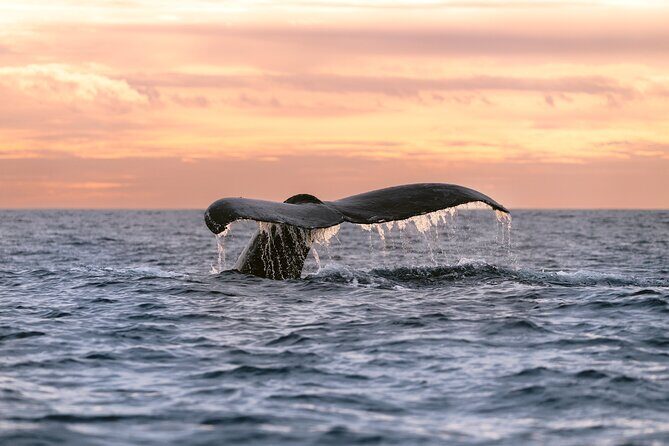 Educational Sunrise Whale Watching with Photos Included - Key highlights you’ll actually care about