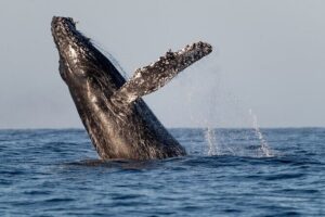 Educational Sunrise Whale Watching with Photos Included - Getting started at 6:00 am: where Proyecto Cetáceo meets you
