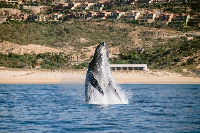 Educational Sunrise Whale Watching with Photos Included - About two hours searching the open ocean for whales