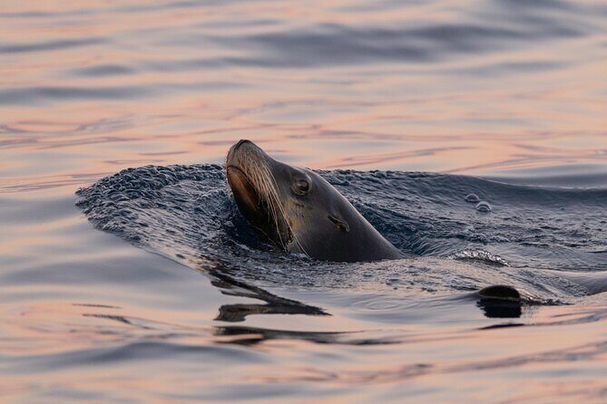 Educational Sunrise Whale Watching with Photos Included - Lovers Beach, sea lion area, and the famous arch on the return