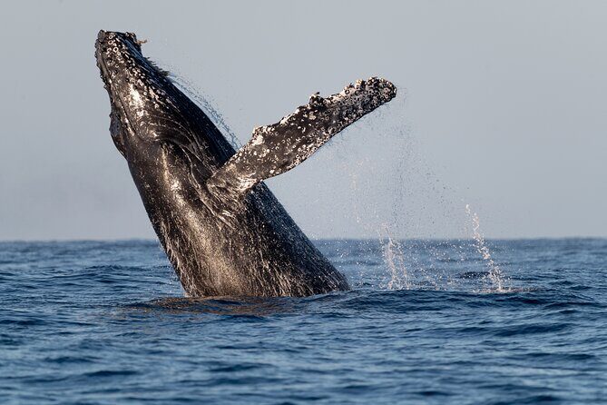 Educational Sunrise Whale Watching with Photos Included - Getting started at 6:00 am: where Proyecto Cetáceo meets you