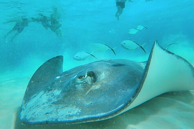 El Cielo Cozumel Snorkel Private Boat + Food + Drinks + Beach - Palancar reef and Colombia reef: coral structure and fish variety
