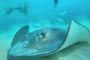 El Cielo Cozumel Snorkel Share Boat + Reefs + Food Drinks + Beach - The Palancar reef stop: fish time, clear water, real swimming