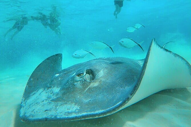 El Cielo Cozumel Snorkel Share Boat + Reefs + Food Drinks + Beach - The Palancar reef stop: fish time, clear water, real swimming