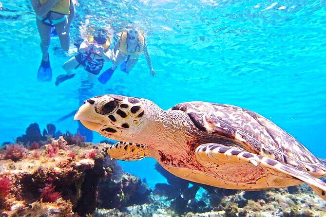 El Cielo Cozumel Snorkeling Tour - All-Inclusive - The Sandbar Meal: Guacamole, Ceviche, Fruit, and Drinks