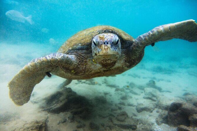 El Cielo Palancar and Columbia Snorkeling Tour - Key Things to Know Before You Go