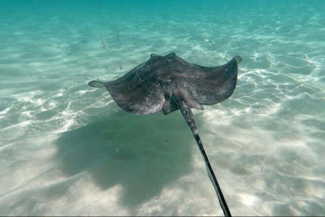 El Cielo Palancar and Columbia Snorkeling Tour - What You’re Really Buying: Palancar + Columbia + El Cielo in 4 Hours