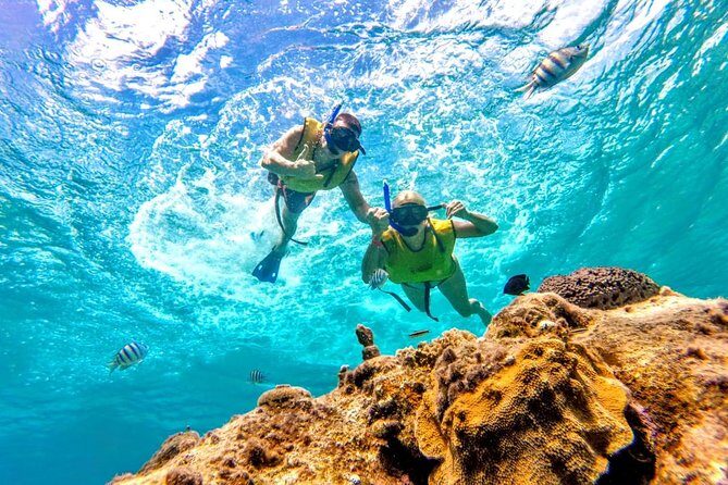 El Cielo Snorkel by Private Boat - Stop 2: Paradise (Paraiso) Reef for More Wildlife and More Variety
