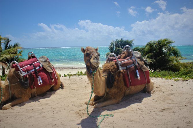 ENJOY UNIQUE CAMEL RIDE in Puerto Morelos with Transportation - The Camel Caravan: 45 Minutes of Jungle Views to Beach Vibes