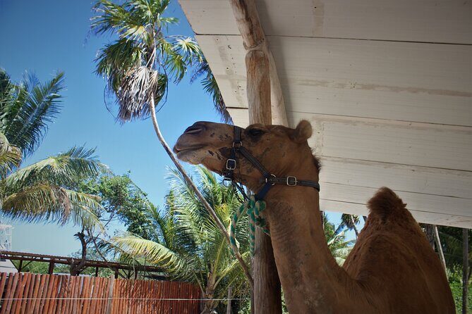 ENJOY UNIQUE CAMEL RIDE in Puerto Morelos with Transportation - The Photo Reality: Cell Phone Rules and Pro Picture Pricing