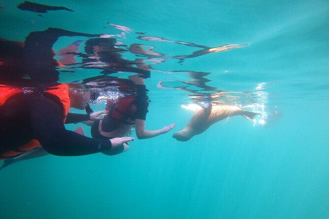 Espiritu Santo Island and sea lions - Espiritu Santo sea lions: why this trip is so compelling