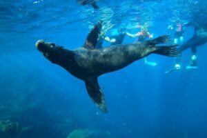 Espiritu Santo Island and sea lions - Boat ride reality check from La Paz