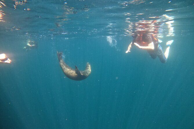 Espiritu Santo Island and sea lions - Wildlife spotting beyond sea lions