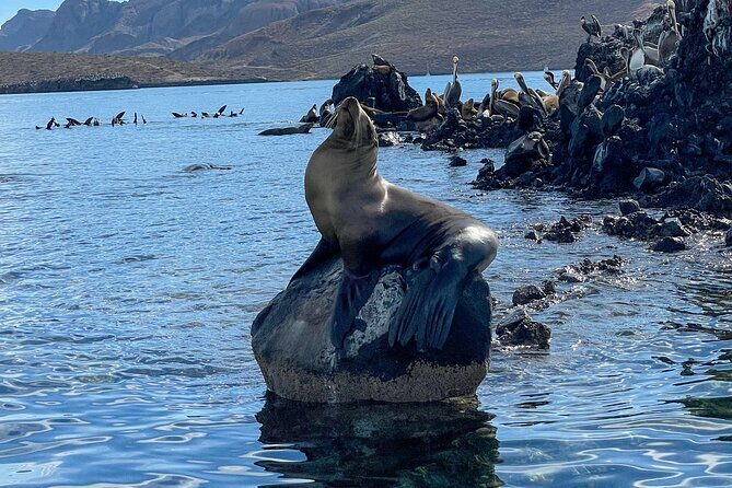 Espiritu Santo Island and sea lions - How guides shape your day (and why it matters)